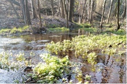 Risorgive nel bacino del Torrente Pellice