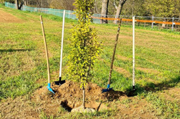 Piantumazioni al parco Ilenia Giusti - Foto: Città di Orbassano