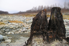 La Foresta Fossile