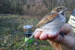 Attività di inanellamento presso il lago - Foto tratta da http://birdingturin.blogspot.it