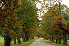 Il viale Roveri