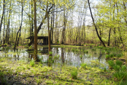 Area umida nei pressi 
del lago di Viverone