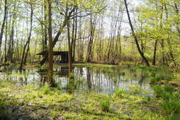 Area umida nei pressi 
del lago di Viverone