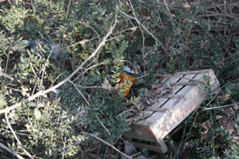 Rifiuti sparsi presso strada Boscarina ad Azeglio