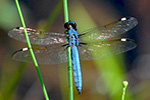 libellula mini