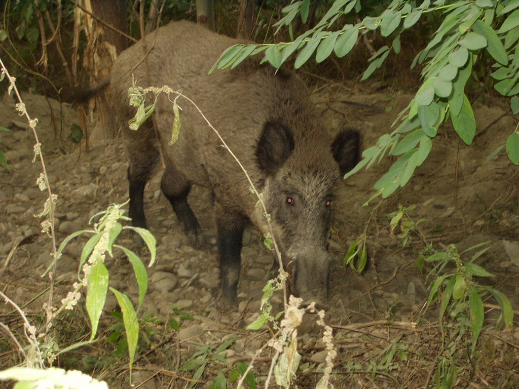 cinghiale