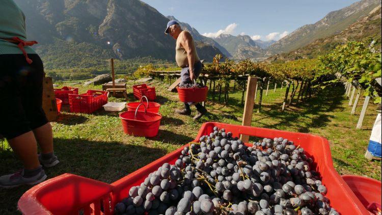 Carema vendemmia repertorio 1