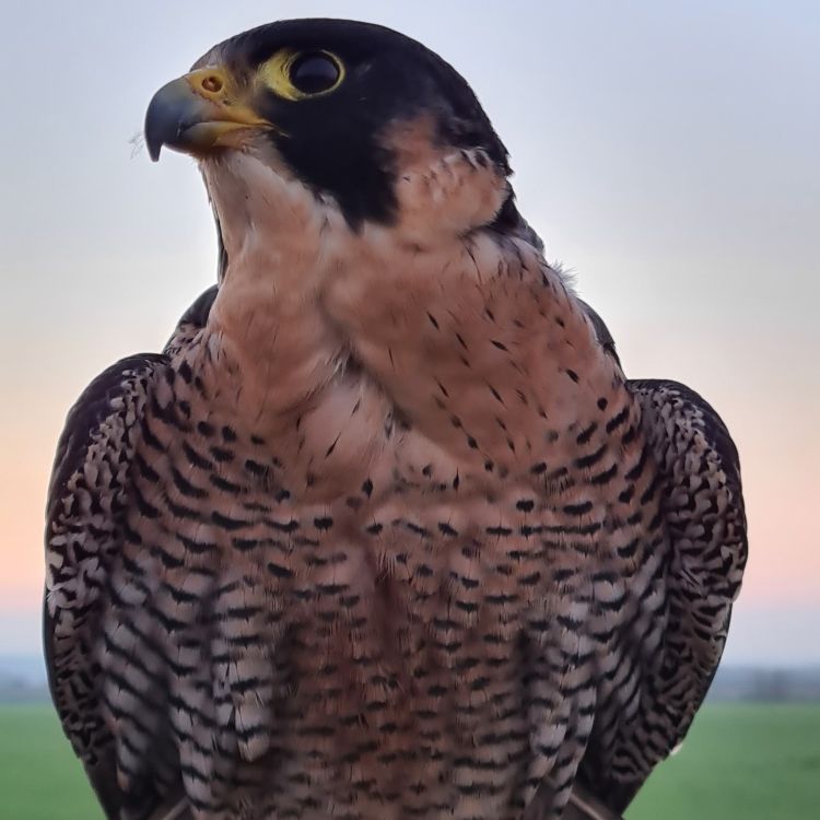 Falco 1