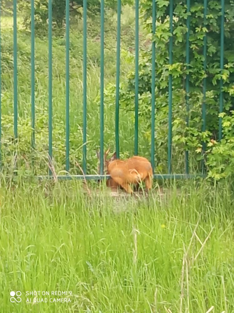 capriolo Candiolo 10 05 2021