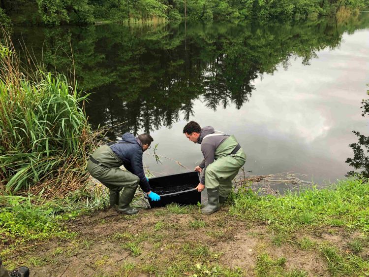 monitoraggio pesce Siluro Lago Campagna 05 2024 1