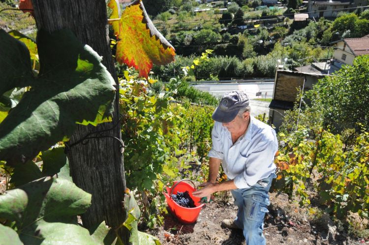 vendemmia Ramìe Pomaretto 2