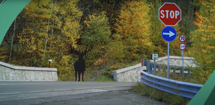 video prevenzione incidenti fauna selvatica Alta Valle di Susa 2