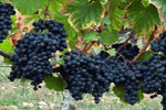 Uva Cari