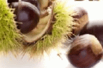 Castagne