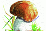 Fungo