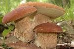 Funghi