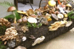 Funghi