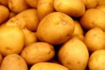 Patate
