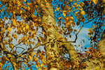 Autunno