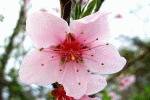 Fiore di pesco