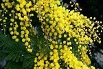 Mimose