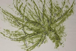  Disegno stilizzato di un arbusto