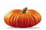 Zucca