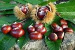 Castagne