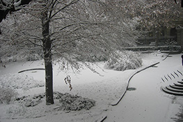 Giardino di Palazzo Cisterna in inverno (3)