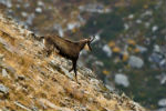 Incontri... Parco naturale di Conca Cialancia - foto di Francesco Cotroneo