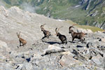 Stambecchi al parco naturale Val Troncea - foto di Eraldo Chiantore 