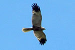Parco naturale lago di Candia: falco di palude  - foto di Marco Reoni