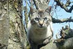 Gatto sull'albero a Cumiana - foto di Anna Maria Manciagli