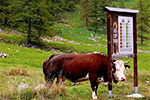 Campiglia Soana... benvenuti nel parco del Gran Paradiso  - foto di Giuseppe D'Ambrosio 