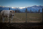 Sfondo Alpi Graie per la razza bovina piemontese - foto di Cristina Merlo