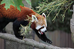 Panda rosso al bioparco di Cumiana  - foto di Fabrizio Corsanego  
