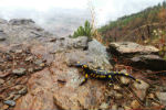 Monte San Giorgio... habitat della salamandra - foto di Riccardo Mellana