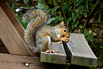 Il pranzo dello scoiattolo... bioparco di Cumiana  - foto di Rossana Capra