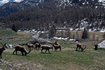 Ceresole Reale: stambecchi al pascolo  - foto di Rossana Capra