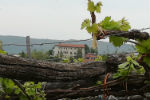 Il Castello di Vische visto dalle vigne - foto di Teresina Bussetti