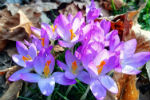 Crocus viola, la rinascita in questo periodo di buio e paura - foto di Noemi Blanc