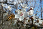 L'ape e il fiore di mirabolano, l'avilha e la flou dou sireizÃ¬e de Spanha, Susa - foto di Francesca Bussolotti