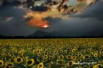 Girasoli, simbolo di positività... campovolo di Collegno - foto di Renzo Miglio