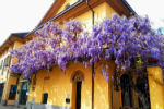 Chivasso, l'incanto del glicine in fiore - foto di Edgardo Pocorobba