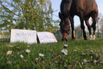 #andràtuttobene anche per i nostri cavalli - foto di Carlaurora Cudia - Torino Riding Club