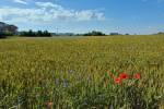 La Loggia: Fiordalisi e papaveri, l'estate sta arrivando - foto di Carolina Vivari