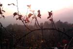 Borgiallo: Vite al tramonto - foto di Elisa Leonardi