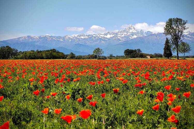 Sotto lo sguardo del Monviso, nei campi di Pancalieri - foto di Franco Senestro