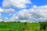 La collina torinese: sullo sfondo il campanile di Airali - foto di Giuseppe D'Ambrosio