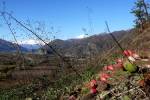 Valle di Susa: mini fichi d'india spontanei e al centro la vetta del Rocciamelone - foto di Giuseppe D'Ambrosio